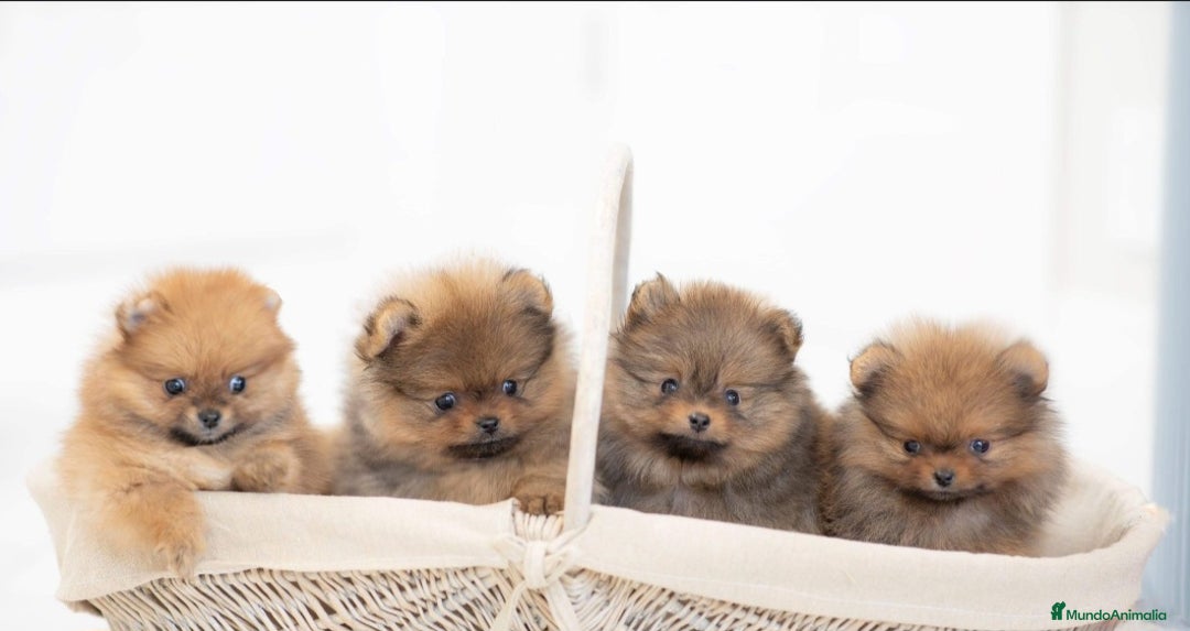 Pomerania perros en venta: Pomeranias boo  - Imagen 2
