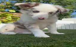 Border Collie perros en venta: BORDER COLLIE CHOCOMERLE - Imagen 22