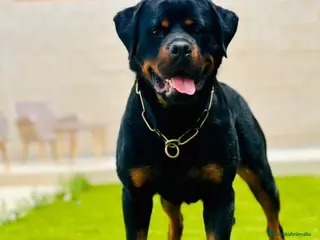 Rottweiler perros Cachorros de rottweiler . - Anuncio 1