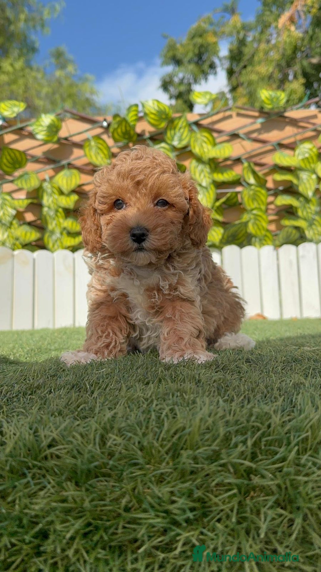 Raza Mixta perros en venta: CANICHE MACHO - Imagen 8