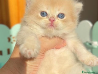 Británico de Pelo Corto gatos - Anuncio 7