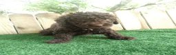 Perro de Agua Español perros en venta: Perro de agua Español  - Anuncio 5
