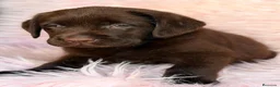Labrador Retriever perros en venta: LABRADOR CHOCOLATE - Anuncio 5