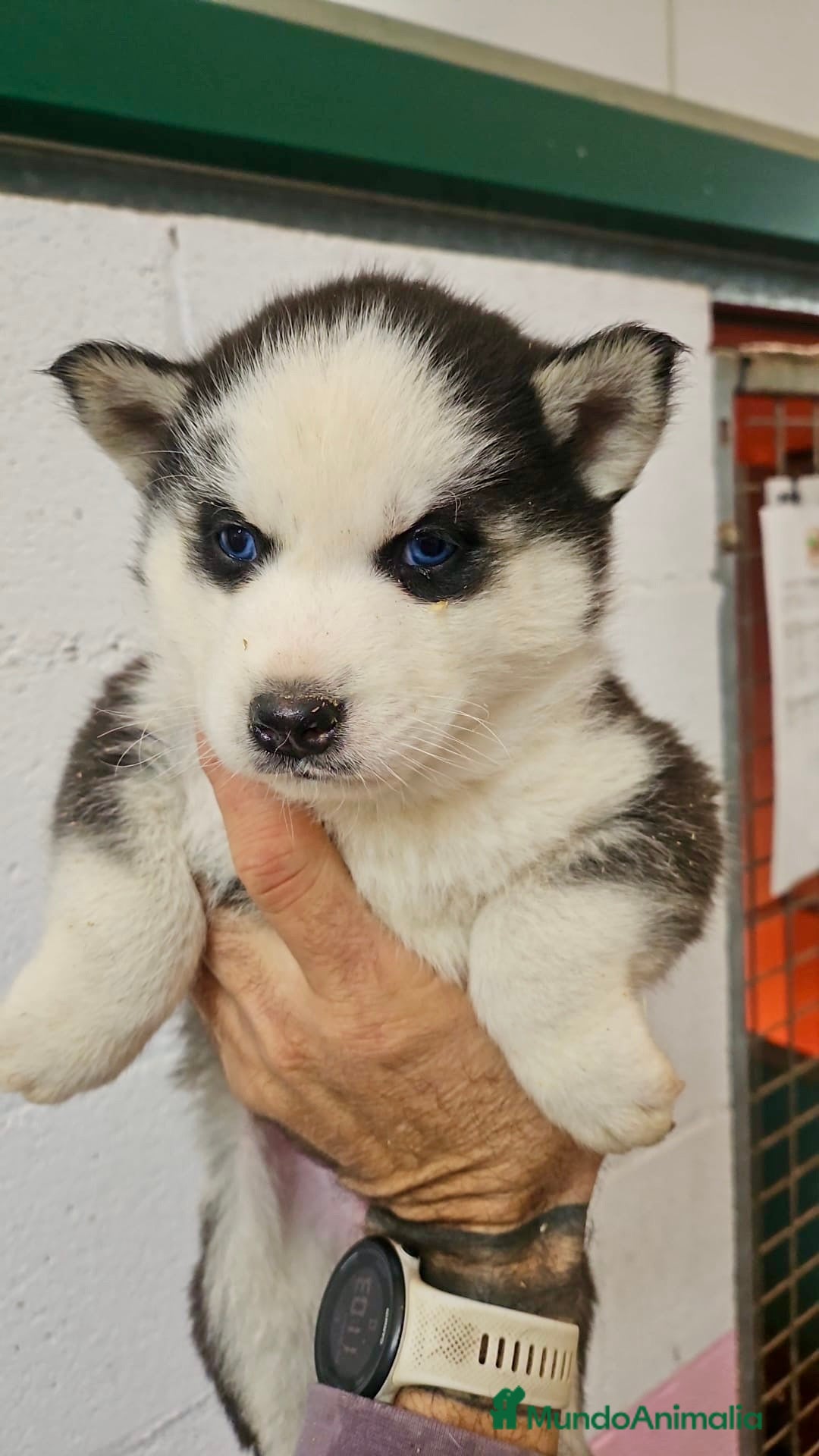 Husky Siberiano perros en venta: CAMADA DE HUSKY SIBERIANO - Anuncio 9