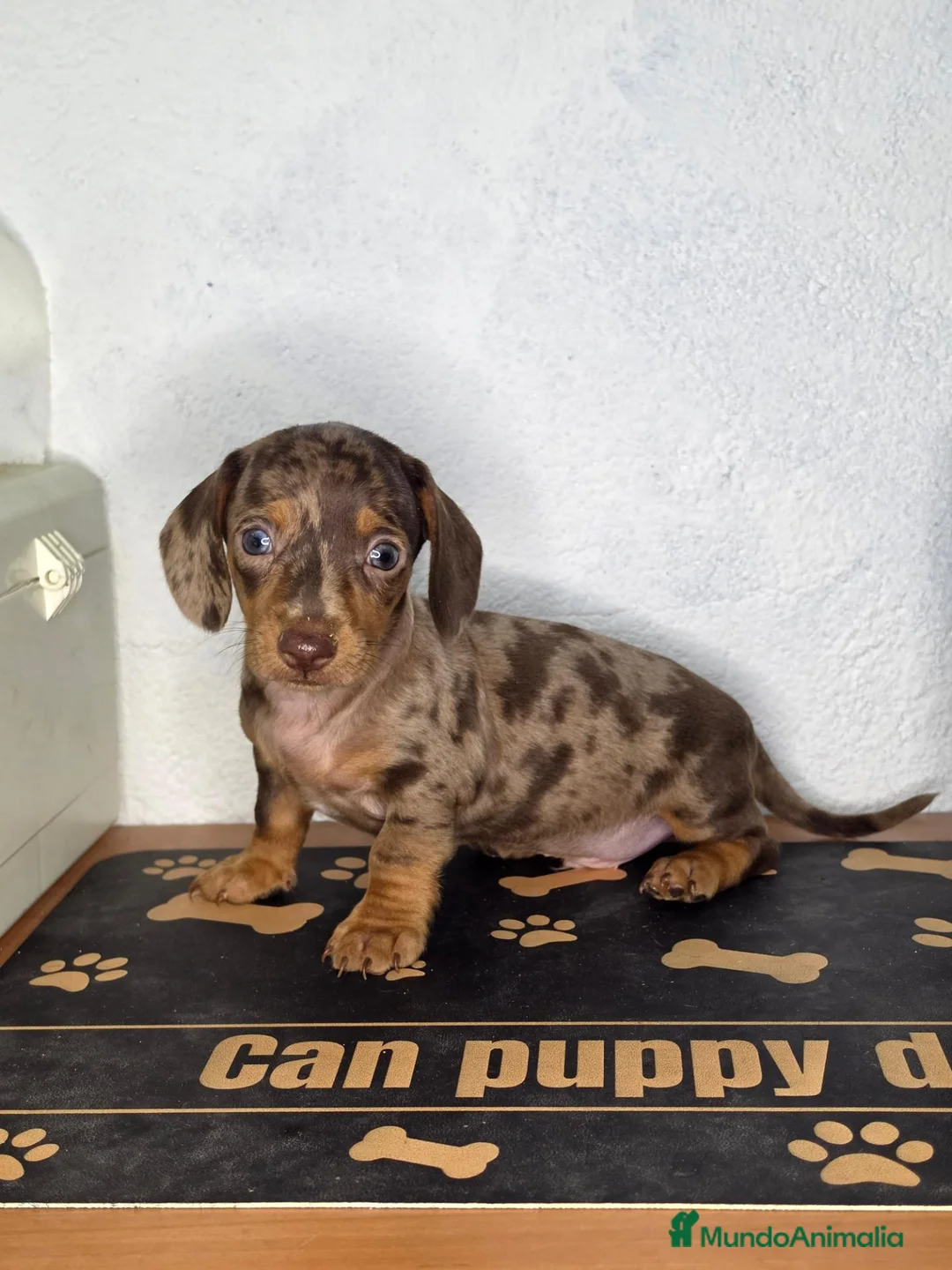 Teckel Miniatura perros en venta: Teckel arlequin chocolate  - Anuncio 1