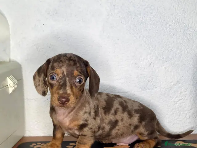 Teckel Miniatura perros en venta: Teckel arlequin chocolate - Anuncio 1