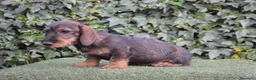 Teckel perros en venta: Teckel standar de pelo duro - Anuncio 3