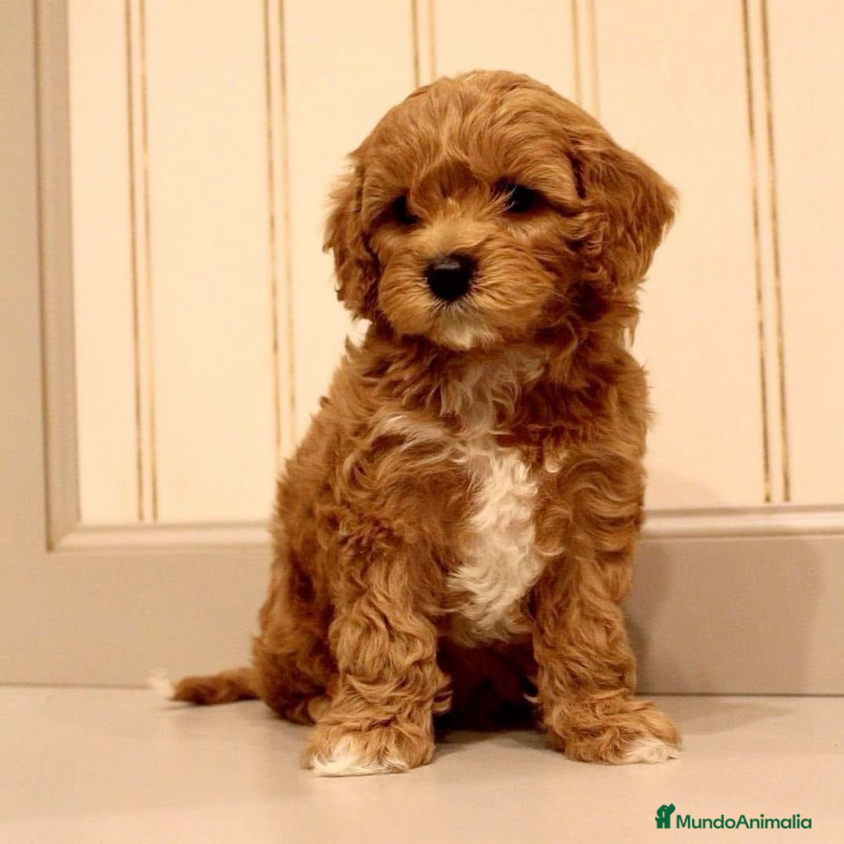 Cavapoo perros Cavapoo macho y hembra 🐣🐾 - Anuncio 2