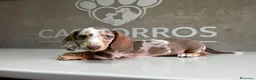 Teckel perros en venta: Teckel Arlequin  - Anuncio 1