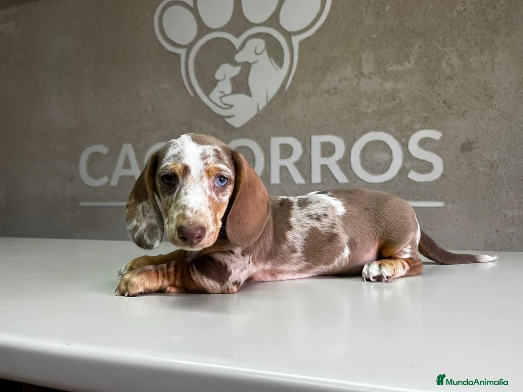 Teckel perros en venta: Teckel Arlequin  - Anuncio 1