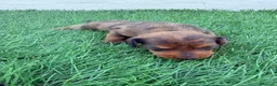 Teckel Miniatura perros en venta: Teckel Miniatura - Anuncio 19