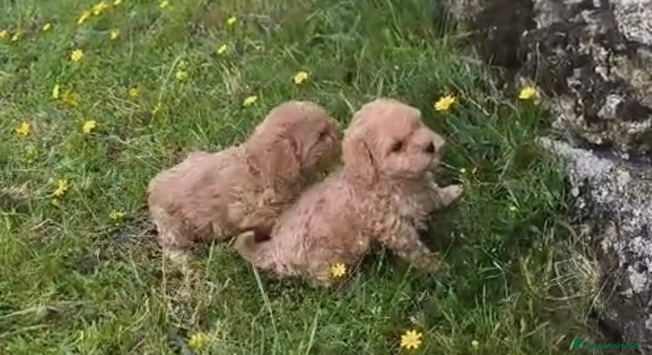 Maltipoo perros Bonita pareja Maltipoo - Anuncio 2