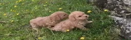 Maltipoo perros en venta: Bonita pareja Maltipoo - Anuncio 1