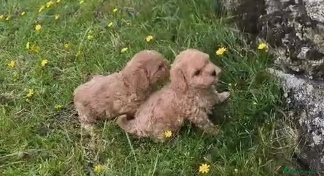 Maltipoo perros en venta: Bonita pareja Maltipoo - Anuncio 1