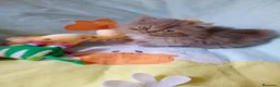 Himalayo gatos en venta: Gatito persa himalayo listo para entregar - Anuncio 10