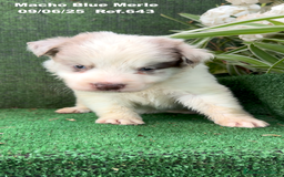 Border Collie perros en venta: BORDER COLLIE DE VILLA BIZNAGA - Imagen 18