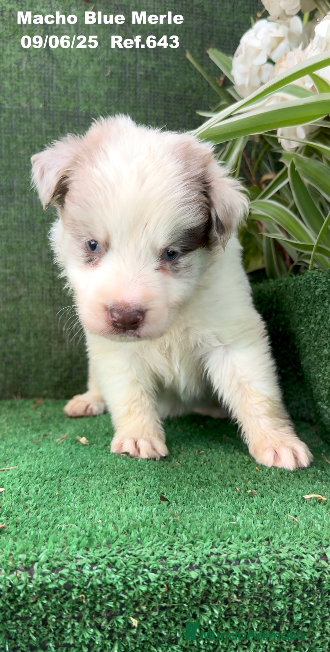 Border Collie perros en venta: BORDER COLLIE DE VILLA BIZNAGA - Imagen 18