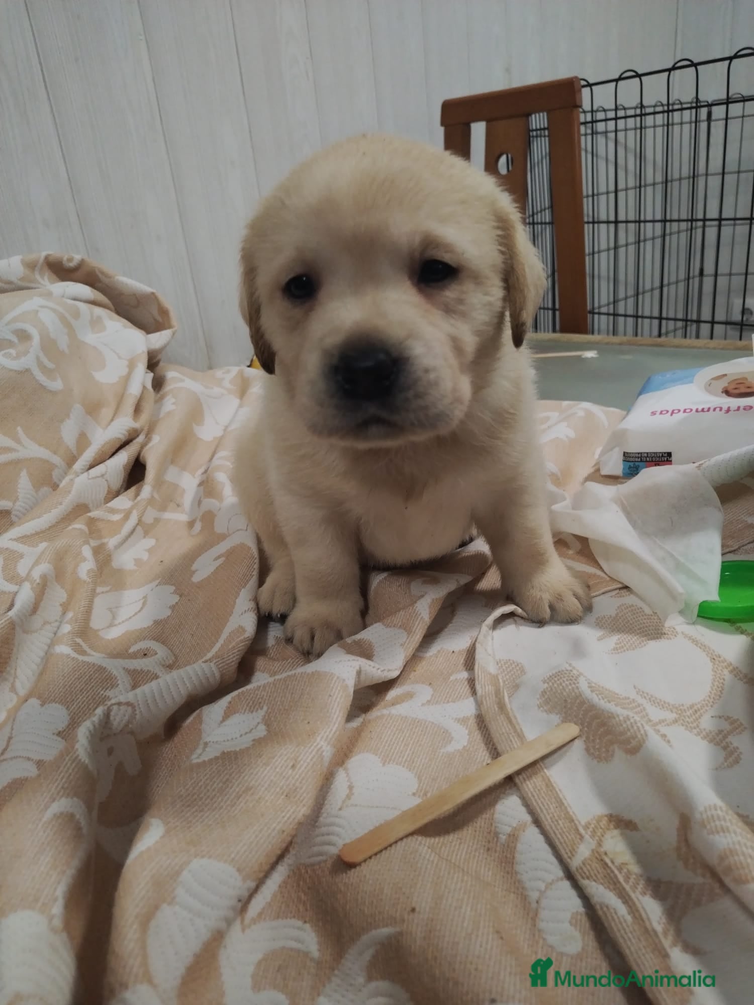 Labrador Retriever perros Labradores retriever canela!! NO TE QUEDES SIN EL - Anuncio 4