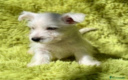 West Highland White Terrier perros en venta: WEST HIGHLAND WHITE TERRIER - Imagen 5