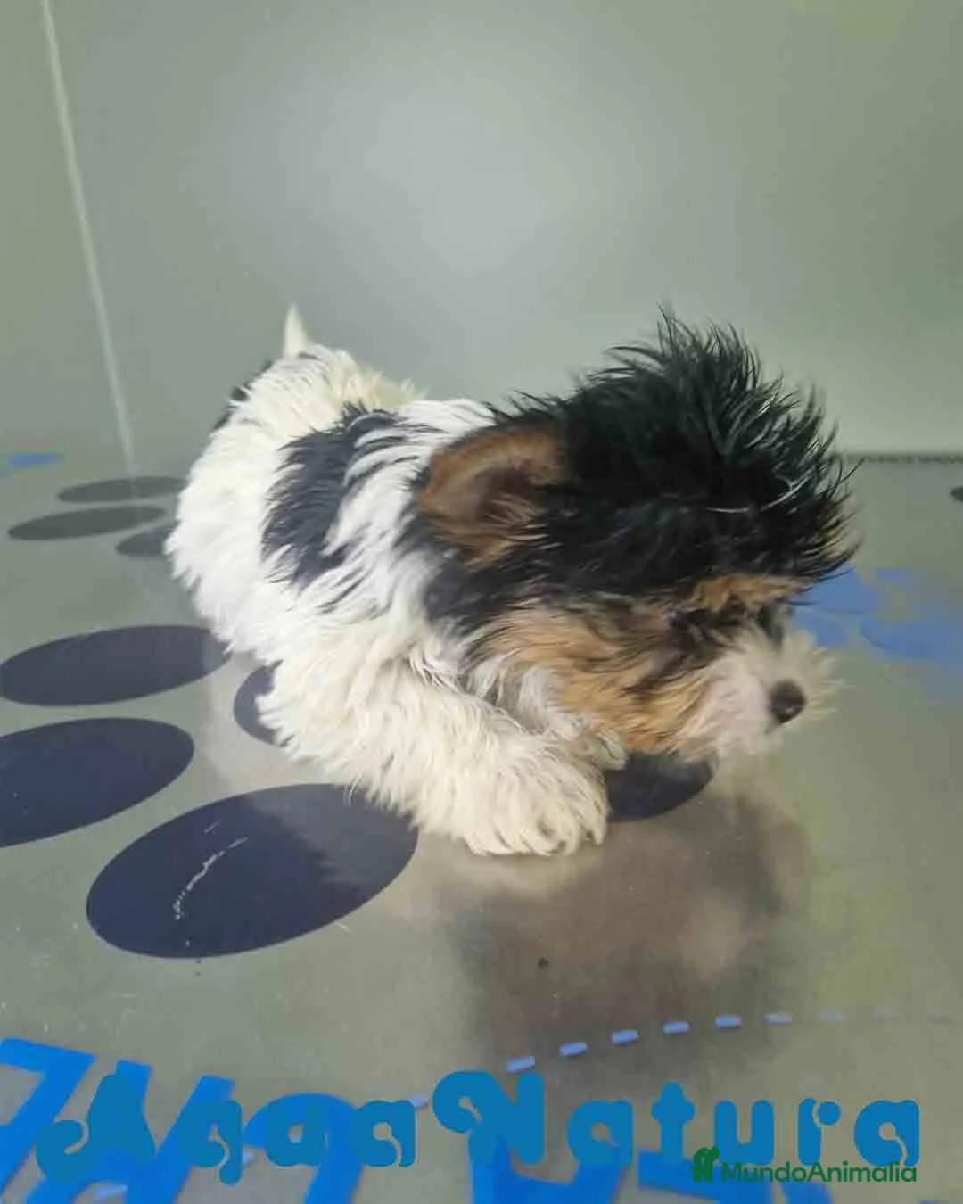 Biewer Yorkshire Terrier a la Pom Pon perros en venta: Yorkshire Biewer Macho CJMM 1318 AQUANATURA - Anuncio 7