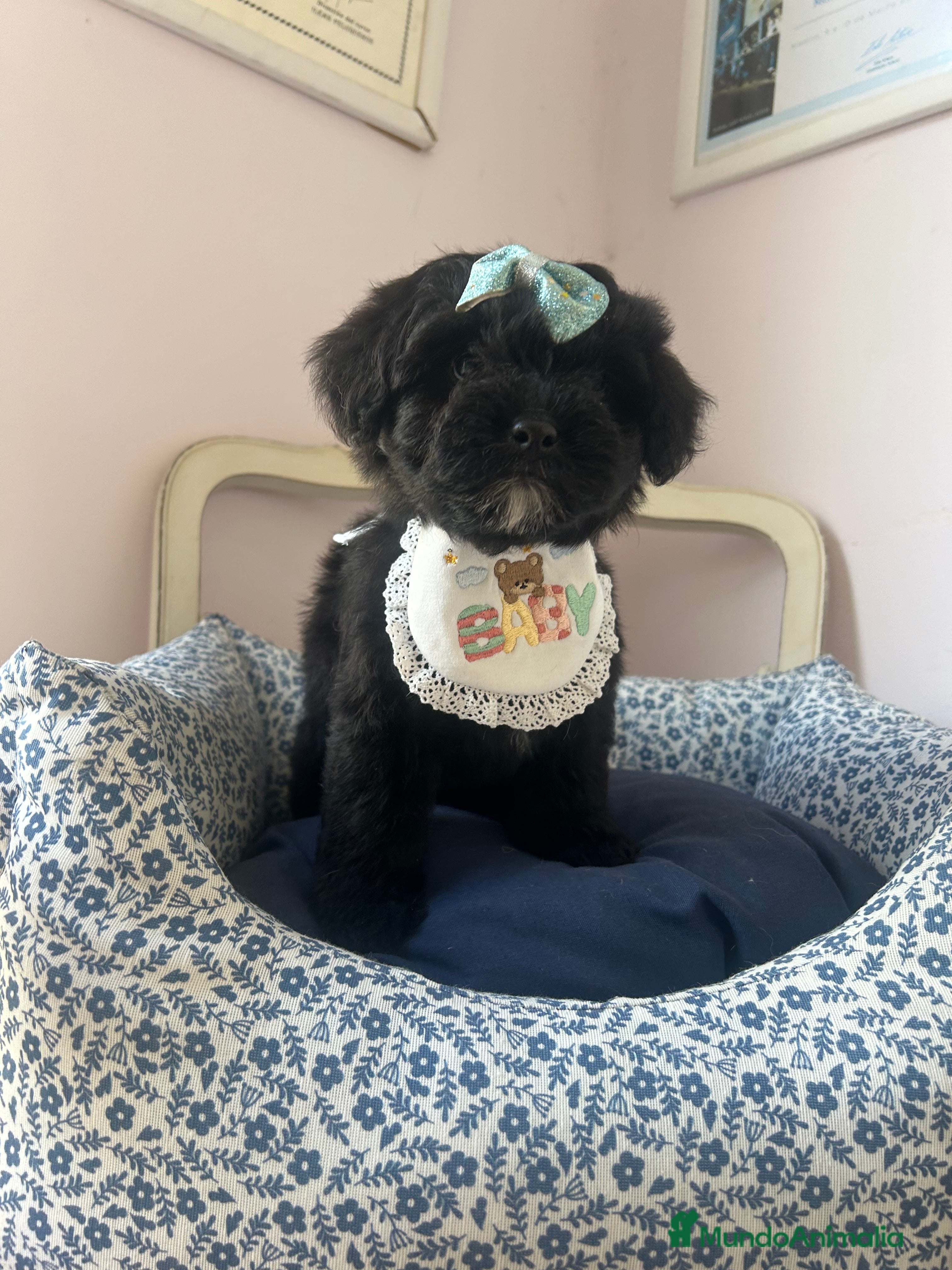 Maltipoo perros Maltipoo - Anuncio 3