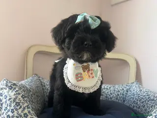 Maltipoo perros Maltipoo - Anuncio 3