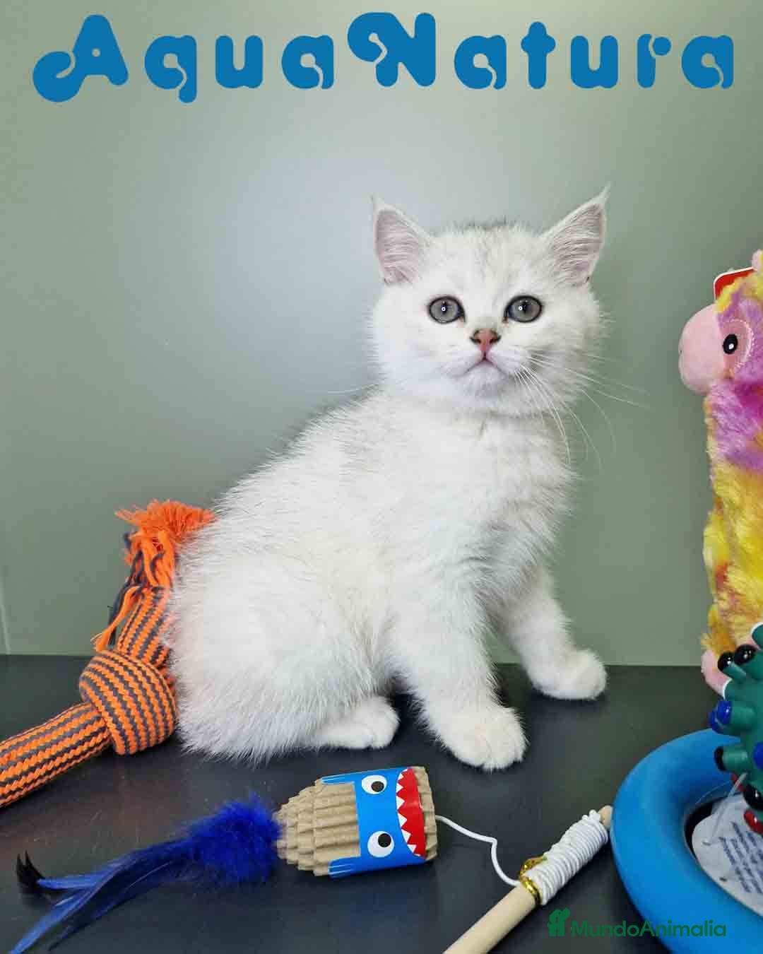 Británico de Pelo Corto gatos en venta: British Macho 7791 AQUANATURA - Anuncio 12