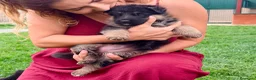 Pastor Alemán perros en venta: Espectacular cachorro de pastor alemán  - Anuncio 20