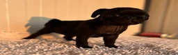Carlino - Pug perros en venta: Carlino-pug macho - Anuncio 3