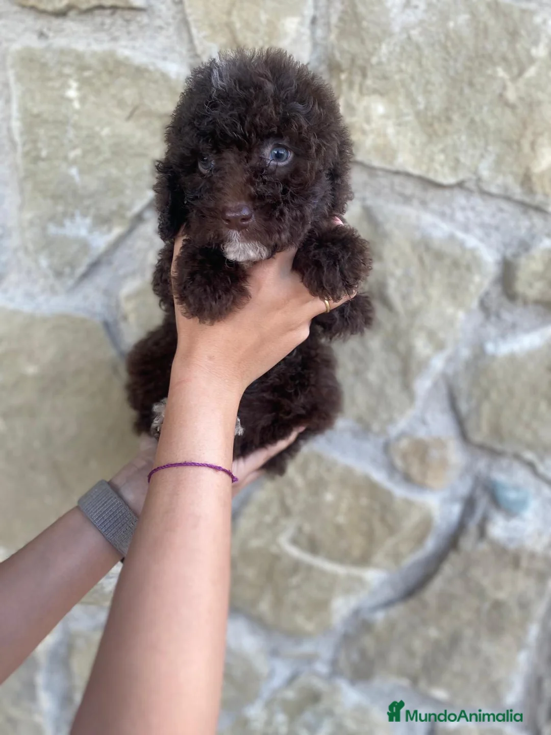 Perro de Agua Español perros en venta: Preciosos Cachorros de Perro de Agua Español  🐾 - Anuncio 2