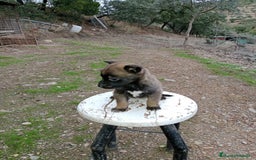Pastor Belga Malinois perros en venta: CACHORROS DE BELGA MALINOIS  - Imagen 5