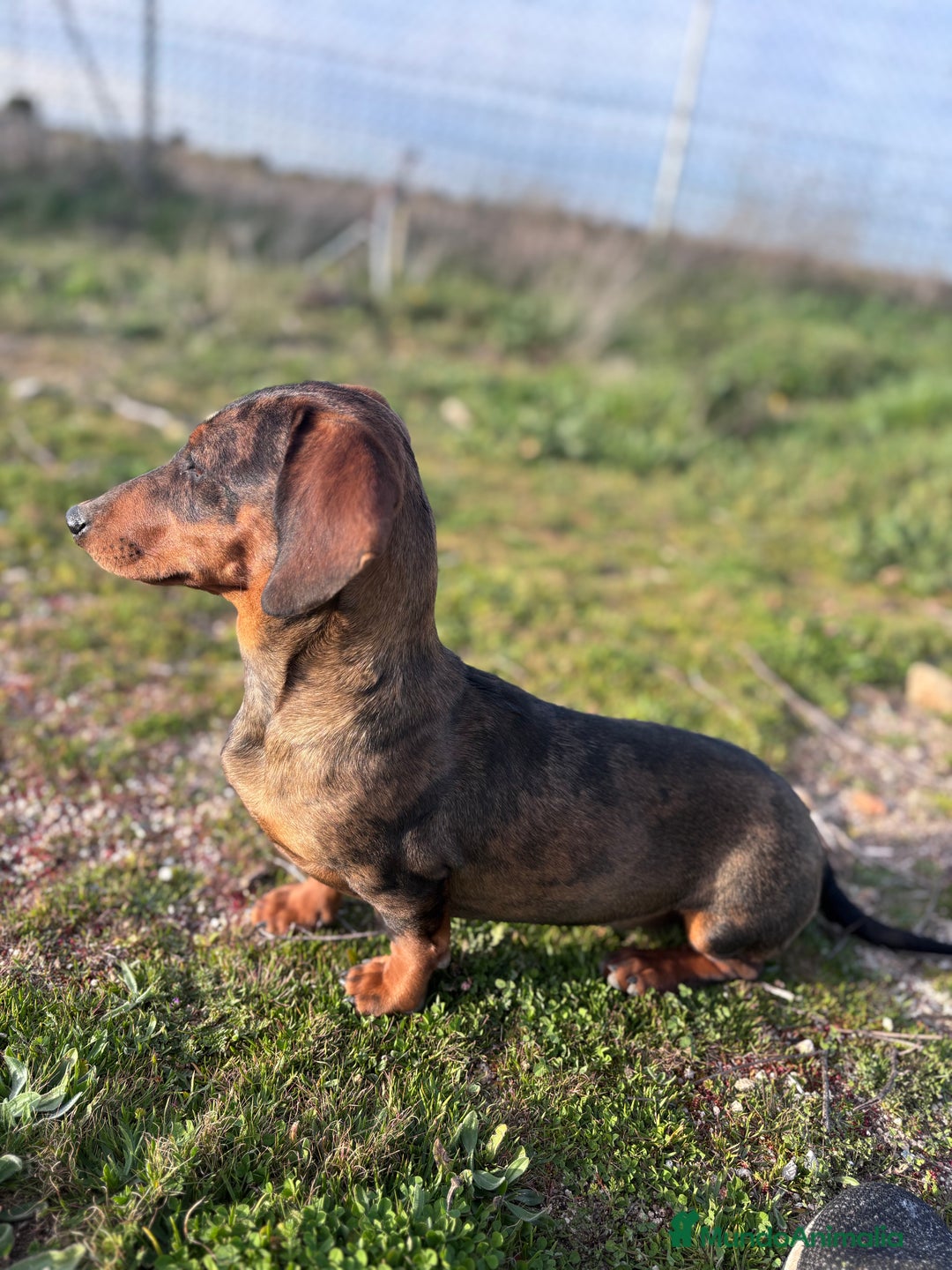 Teckel Miniatura perros en venta: Teckel miniatura - Anuncio 2