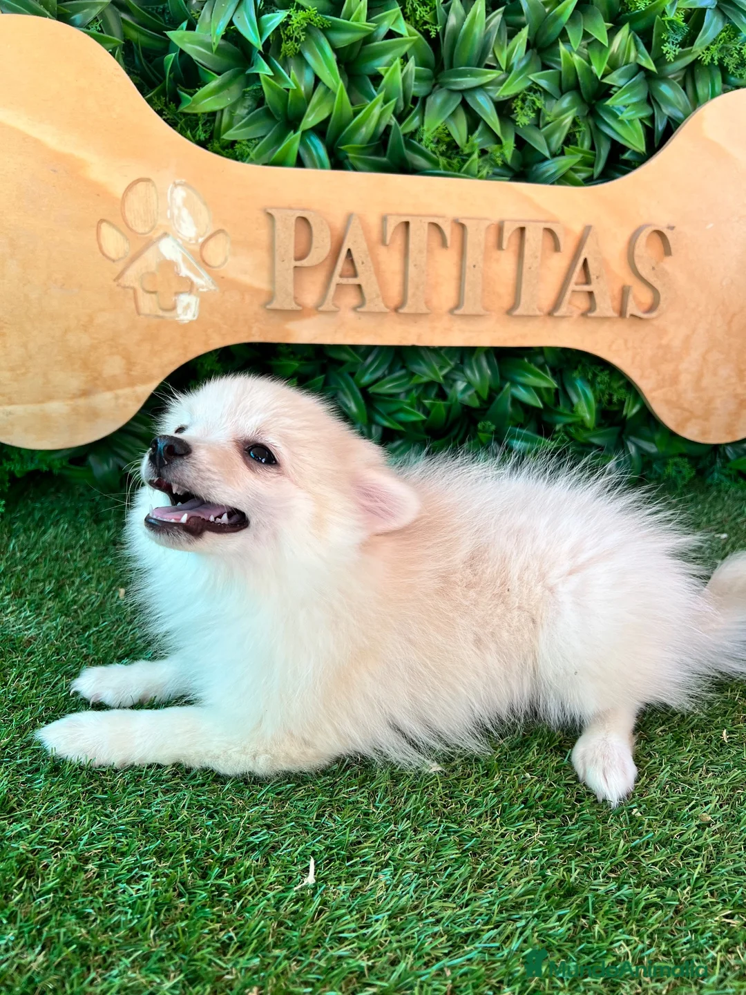Pomerania perros en venta: Pomerania blanco - Anuncio 3