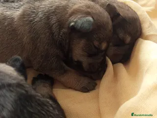 Schnauzer Miniatura perros Schnauzer mini sal y pimienta - Anuncio 1