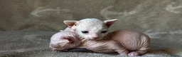 Sphynx gatos en venta: Sphynx blancos y bicolor - Anuncio 36