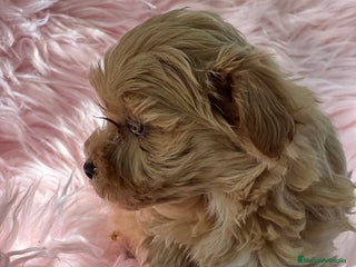 Maltipoo perros en Barcelona - Anuncio 28