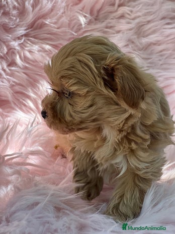 Maltipoo perros en Barcelona - Anuncio 11