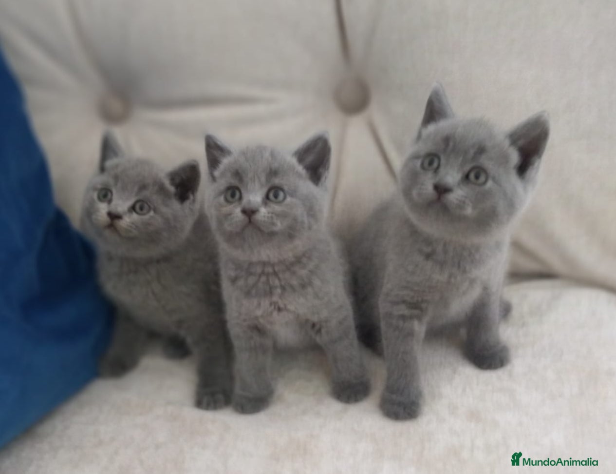 Británico de Pelo Corto gatos British Shorthair preciosos  - Anuncio 2