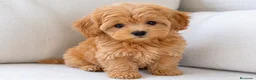 Maltipoo perros en venta: Maltipoo - Anuncio 1