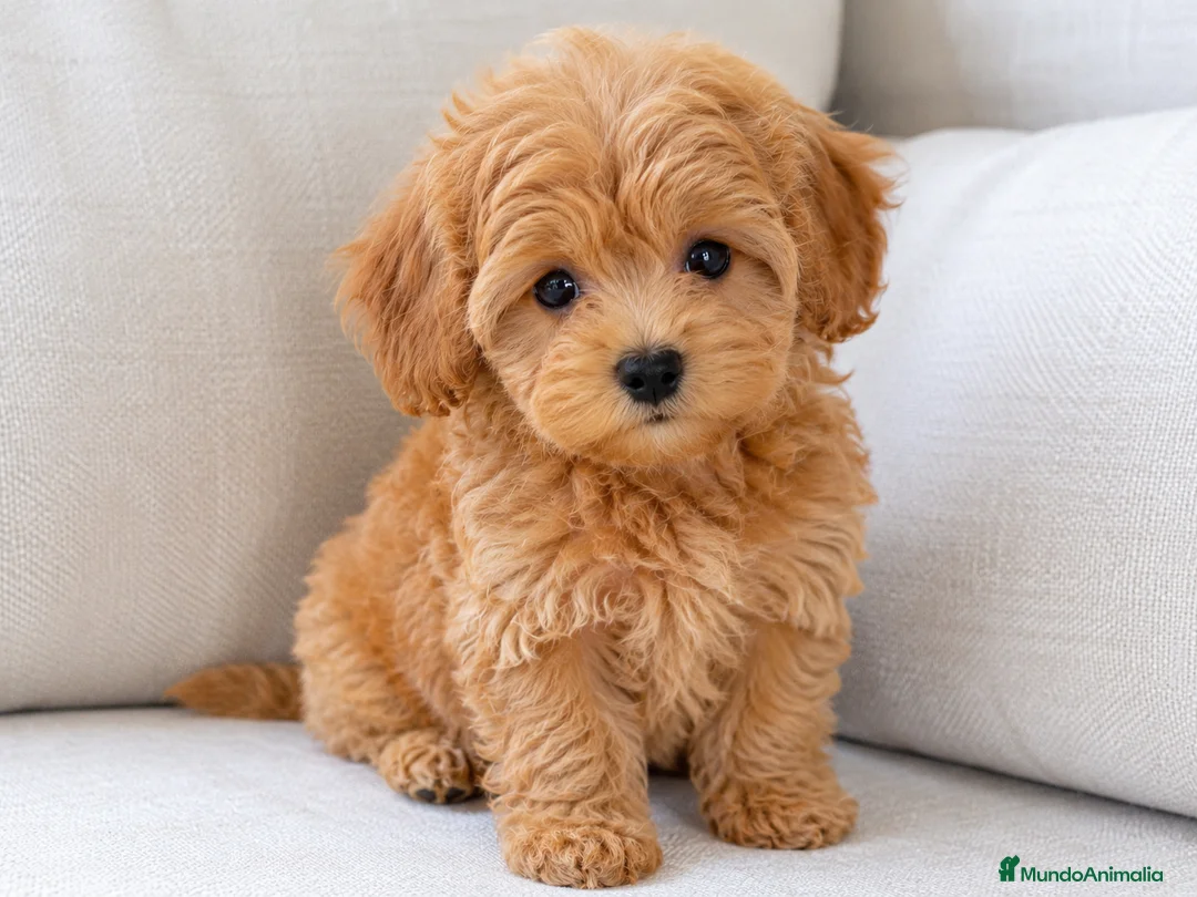 Maltipoo perros en venta: Maltipoo - Anuncio 1