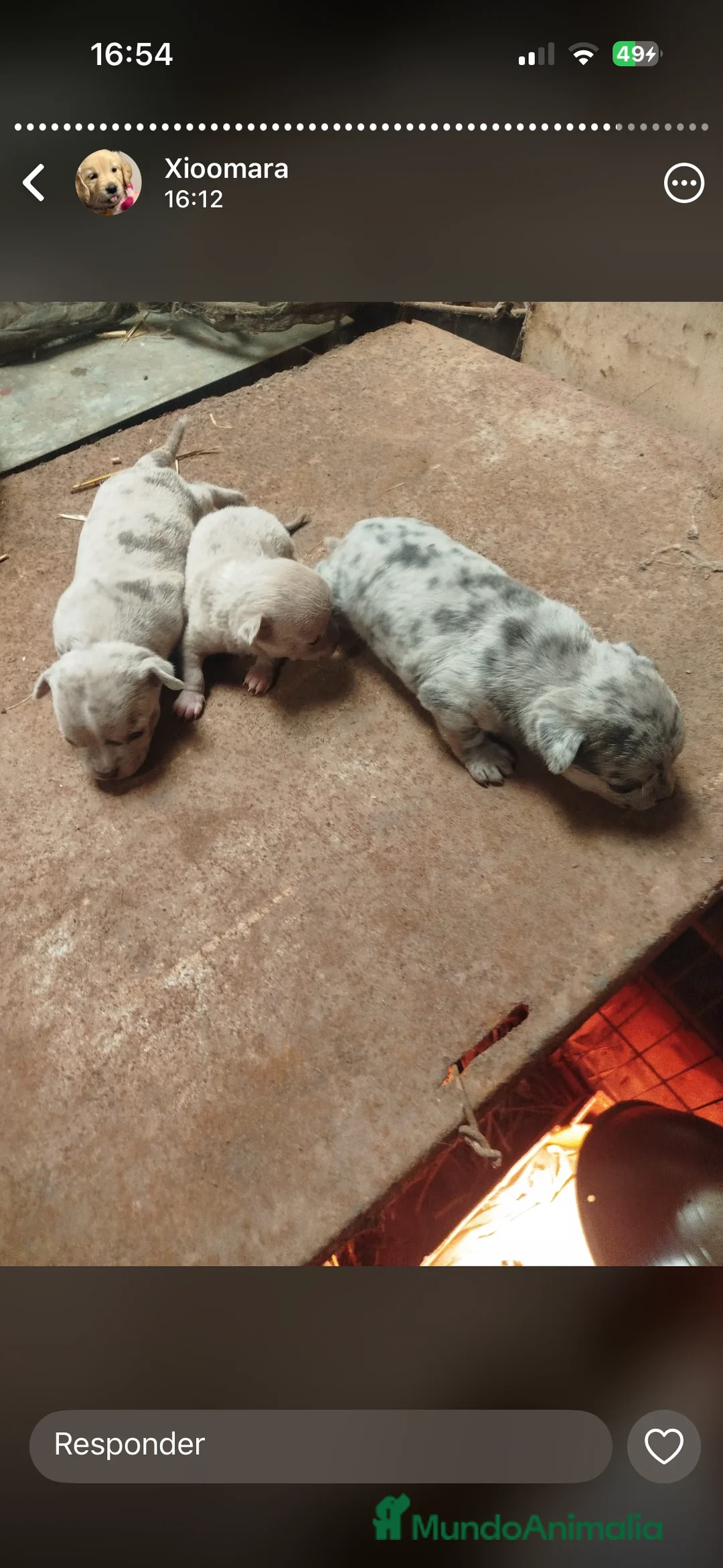 Chihuahua perros en venta: Espectaculares chihuahuas exóticos  en Cádiz - Anuncio 5