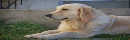 Golden Retriever perros en venta: Cachorros Golden dorados en Madrid - Anuncio 4