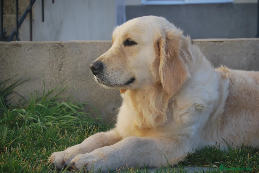Golden Retriever perros en venta: Cachorros Golden dorados en Madrid - Anuncio 4