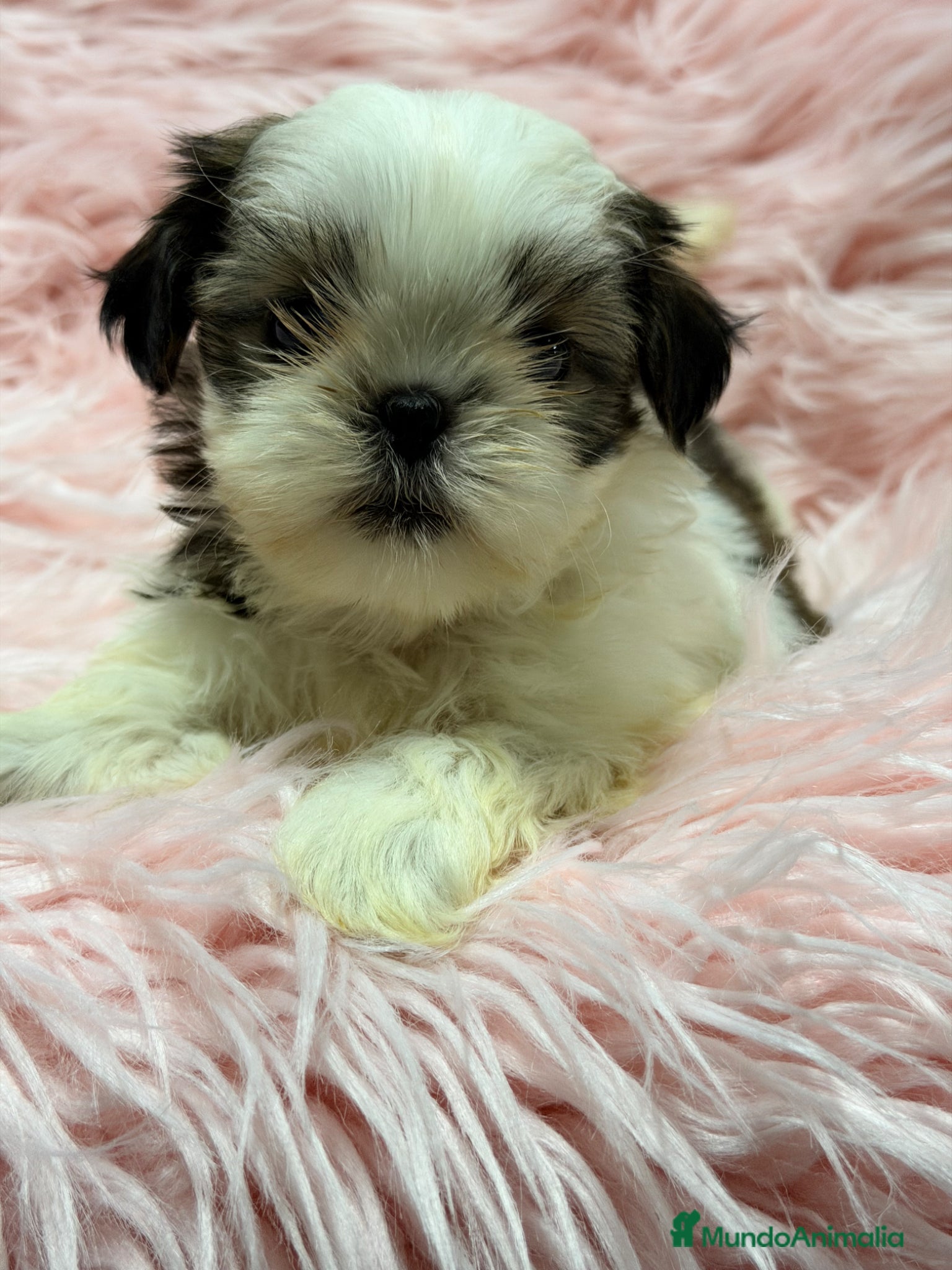 Shih Tzu perros Shih Tzu hembra  - Anuncio 8