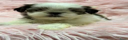Shih Tzu perros en venta: Shih Tzu hembra  - Anuncio 1