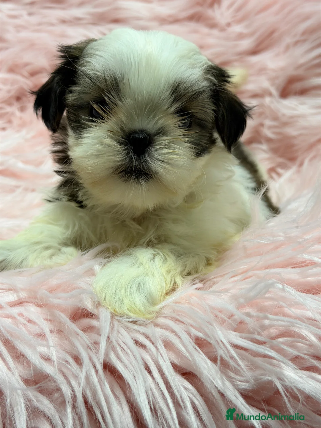 Shih Tzu perros en venta: Shih Tzu hembra  - Anuncio 1