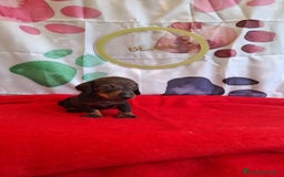 Teckel perros en venta: Teckel  - Imagen 6