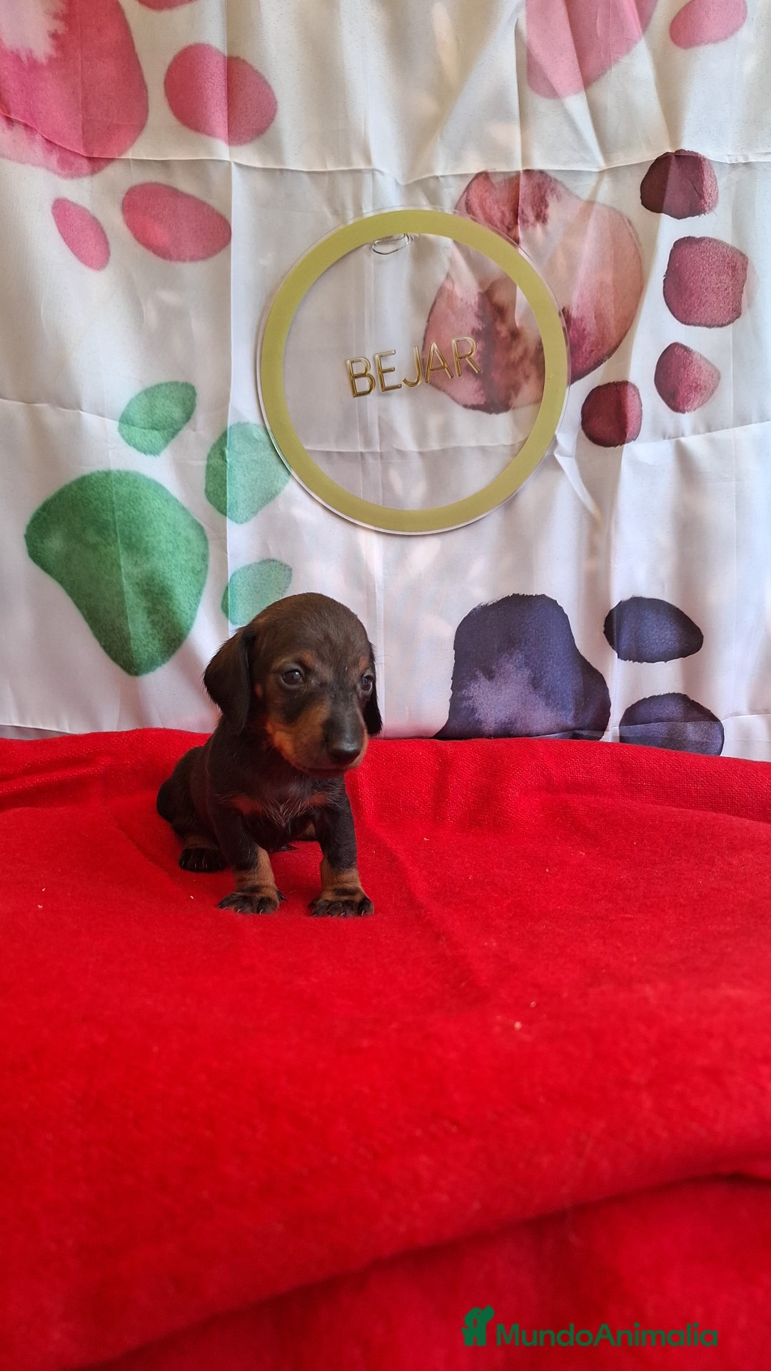 Teckel perros en venta: Teckel  - Imagen 6