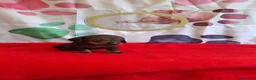 Teckel perros en venta: Teckel  - Anuncio 6