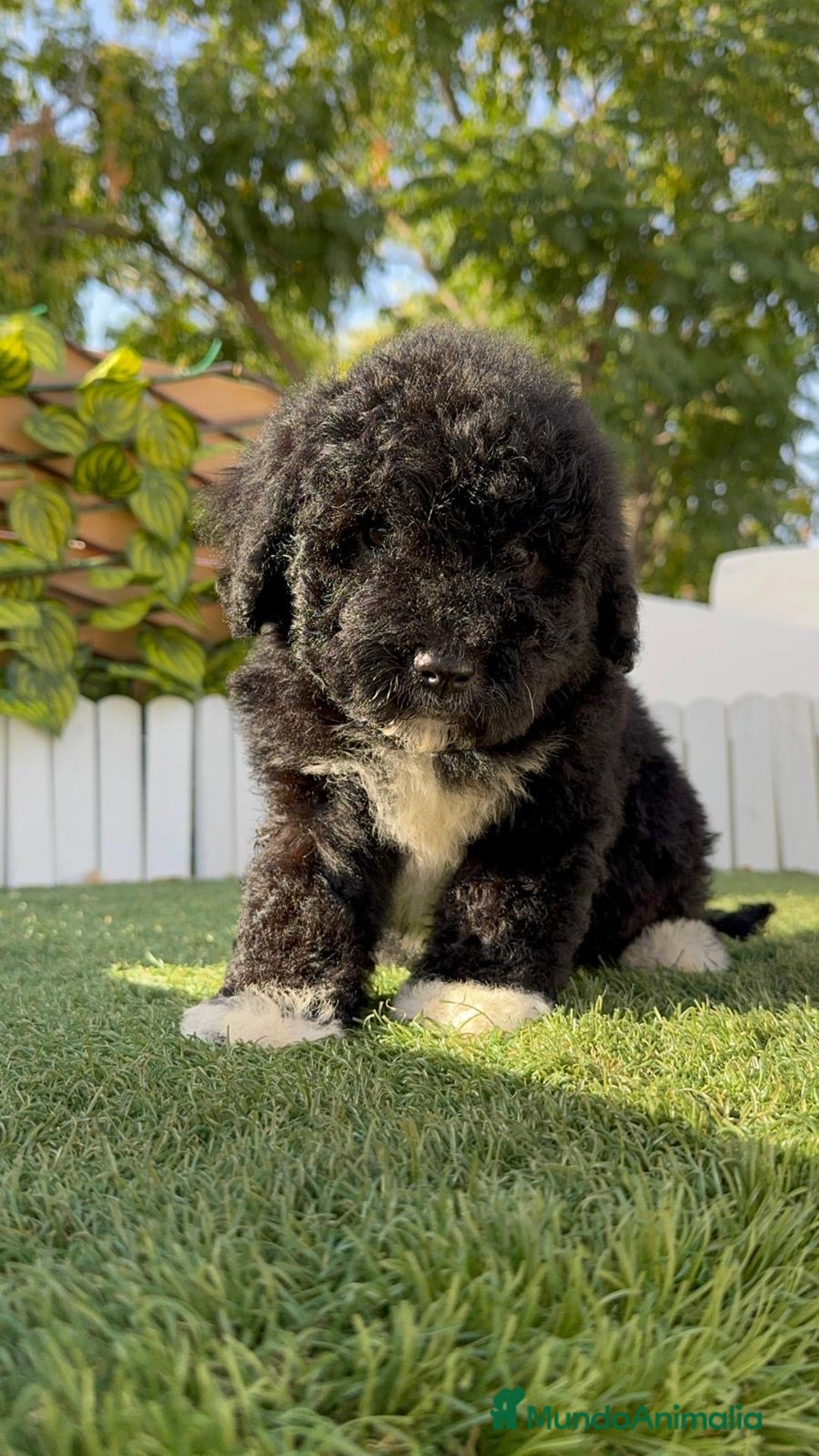 Perro de Agua Español perros en venta: PERRO DE AGUA HEMBRA - Imagen 1